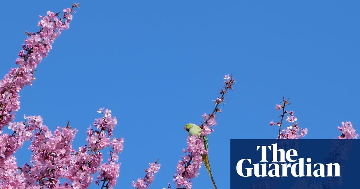 A perched parakeet and a posing squirrel – readers’ best photographs