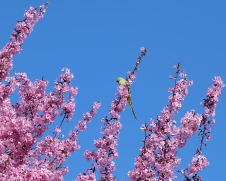 London, UK ‘A parakeet perched among the blossom in Fulham.’