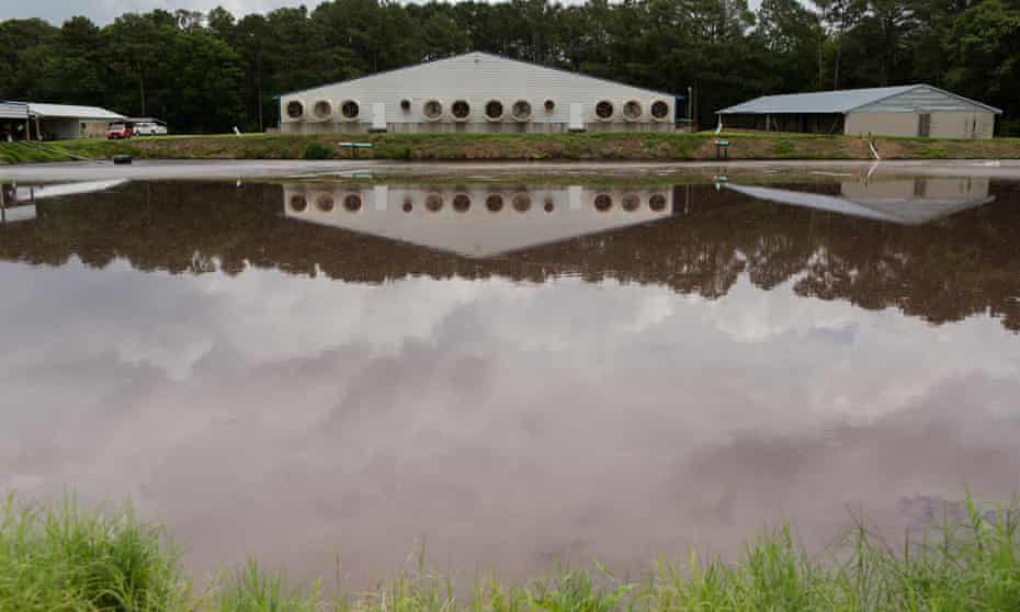 Hog waste is pumped into a lagoon near Wallace, North Carolina.