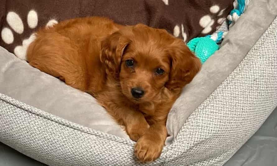 Ranjana Srivastava’s very cute dog Odie at three months.