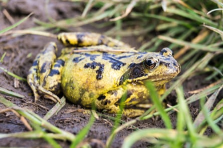 A common frog in a riverbed in Essex