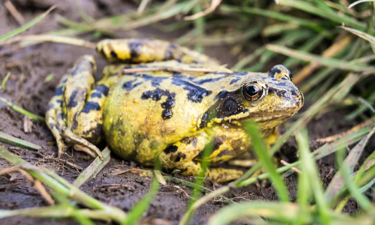 Chemical cocktails harmful to wildlife found in 81% of English rivers and lakes Chemical cocktails harmful to wildlife found in 81% of English rivers and lakes