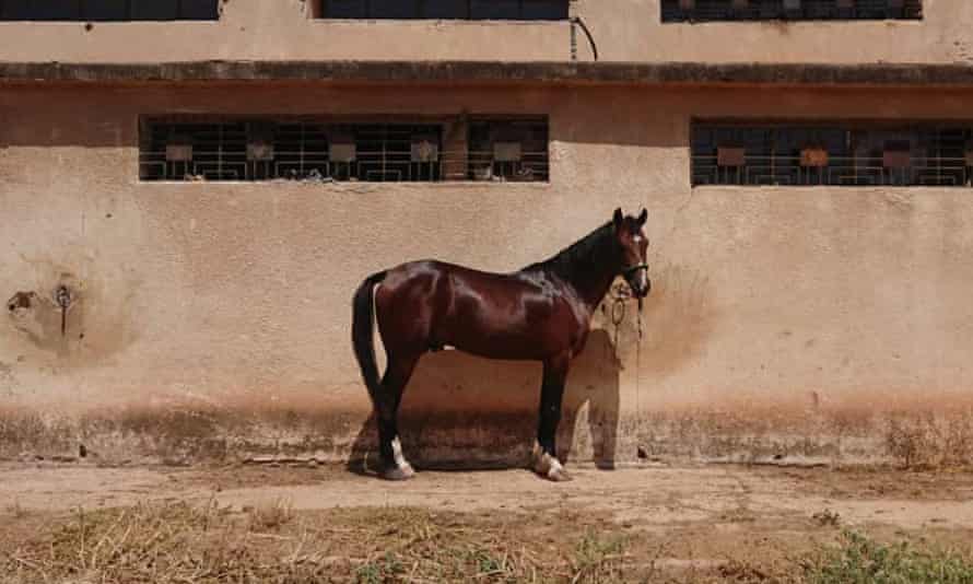 Marwa al-Sabouni’s horse Salah al-Din, a Syrian Arab.