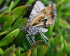 New Zealand bug of the year: moth named Avatar after mining threat crowned winner