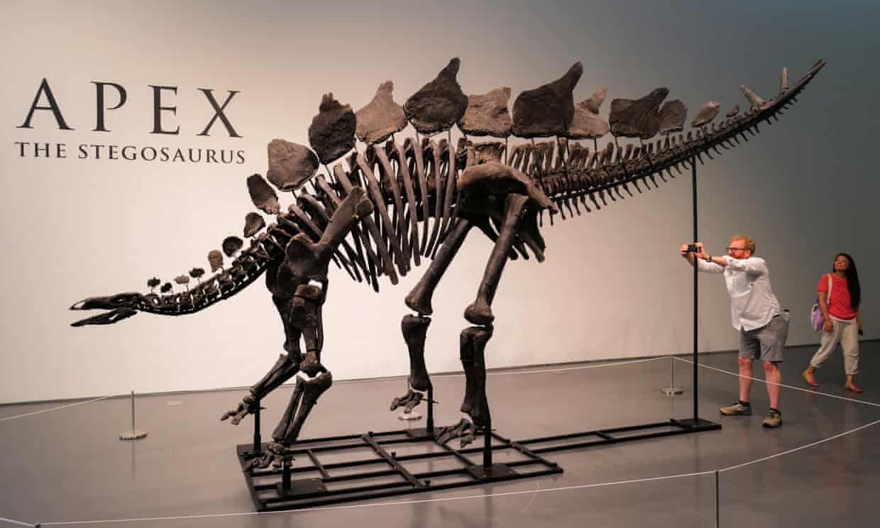 “Apex” Stegosaurus Fossil Fetches $44.6M