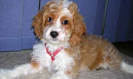 A 12-week-old Cockapoo, which is mix between a cocker spaniel and poodle