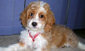 A cockapoo