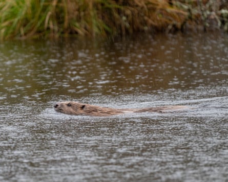 A beaver swimming in a lake