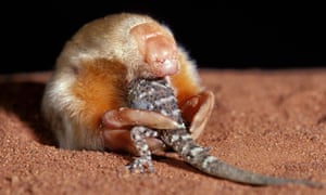 Marsupial mole Notoryctes typhlops eating gecko in the Tanami Desert, Northern Territory, Australia
