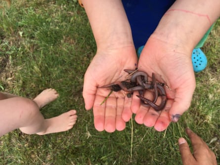 Earthworms change the foundation of ecosystems.