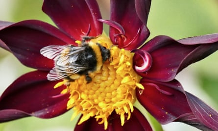 The study found that bees headed to the left for a smaller number of items, and to the right for a larger number of items.