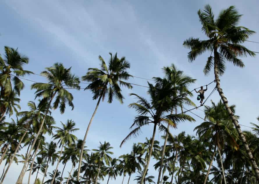 Toddy tapping was close to becoming a dying industry in Sri Lanka as demand for the sap dried up.