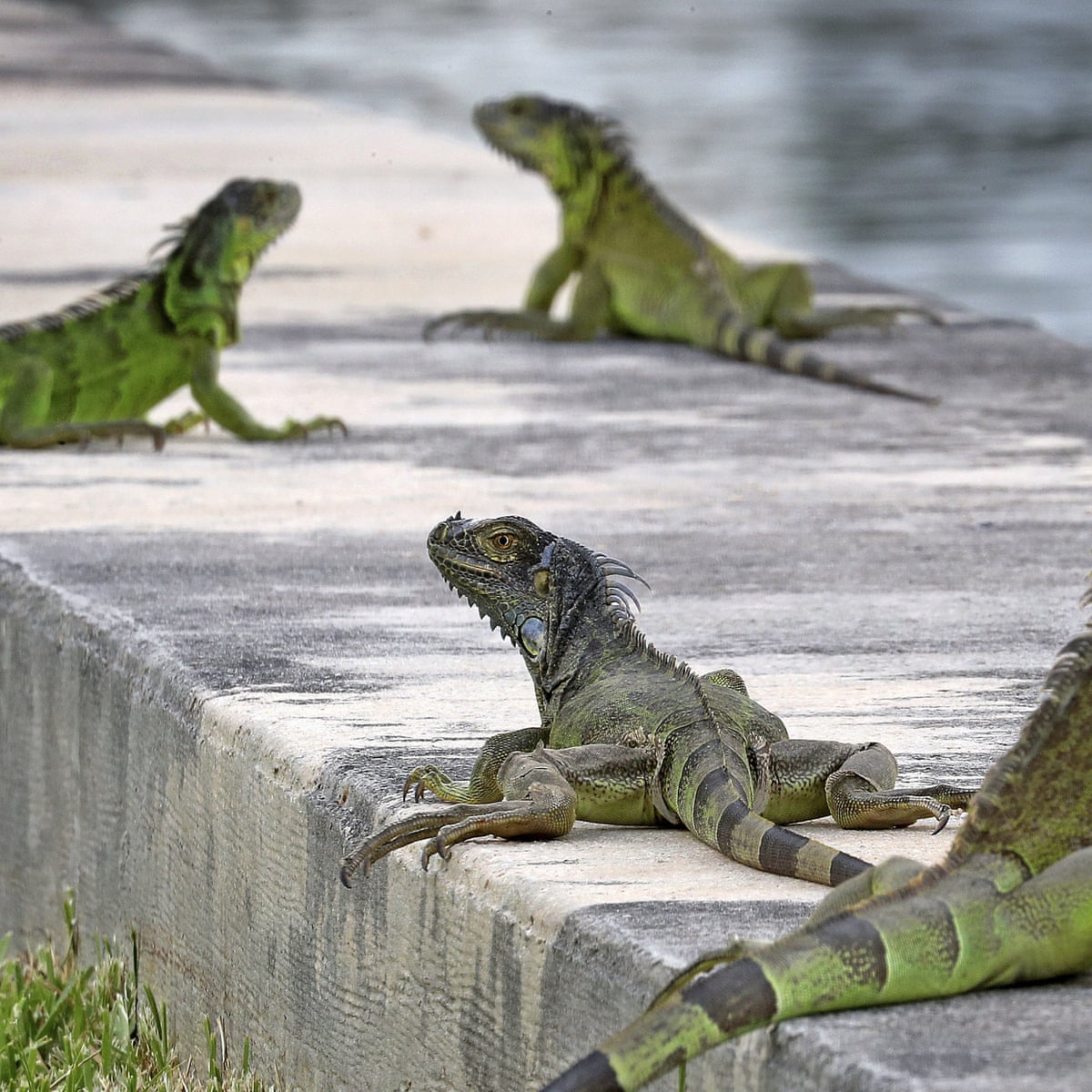 Florida residents urged to kill iguanas 'whenever possible' | Florida | The Guardian