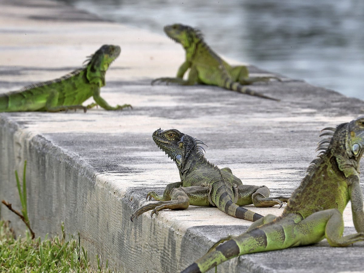 Florida Residents Urged To Kill Iguanas Whenever Possible Us News The Guardian