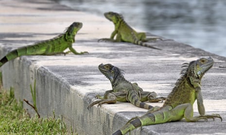 Iguanas hanging out on a sea wall in Florida