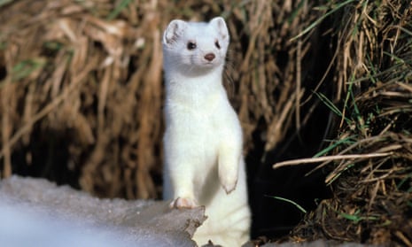 Ermine, stoat or short-tailed weasel (Mustela erminea) with winter coat.