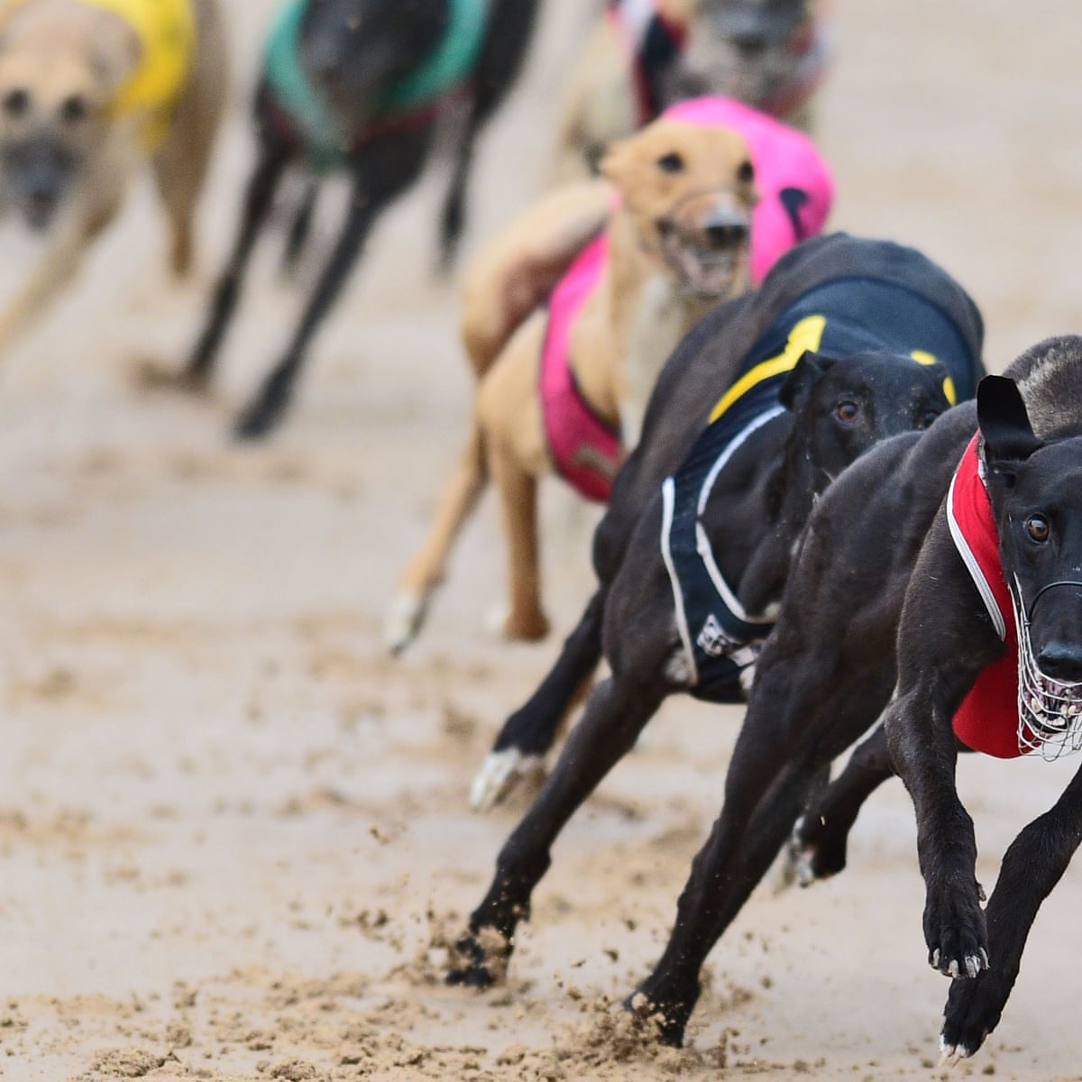 Greyhound Racing Rabbit Name