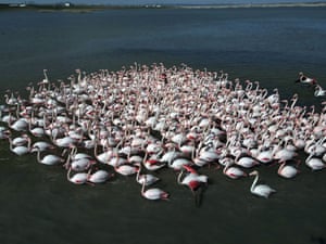 Flamingos são fotografados no lago Selkapini Dam, em Ancara, Turquia
