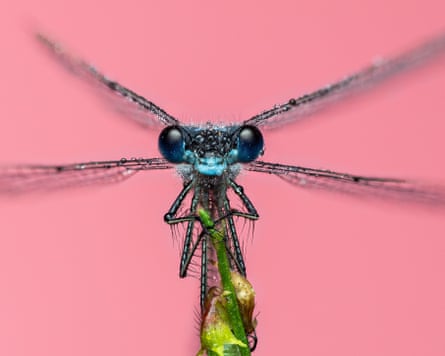 Damselfly on a green stalk with a pick background