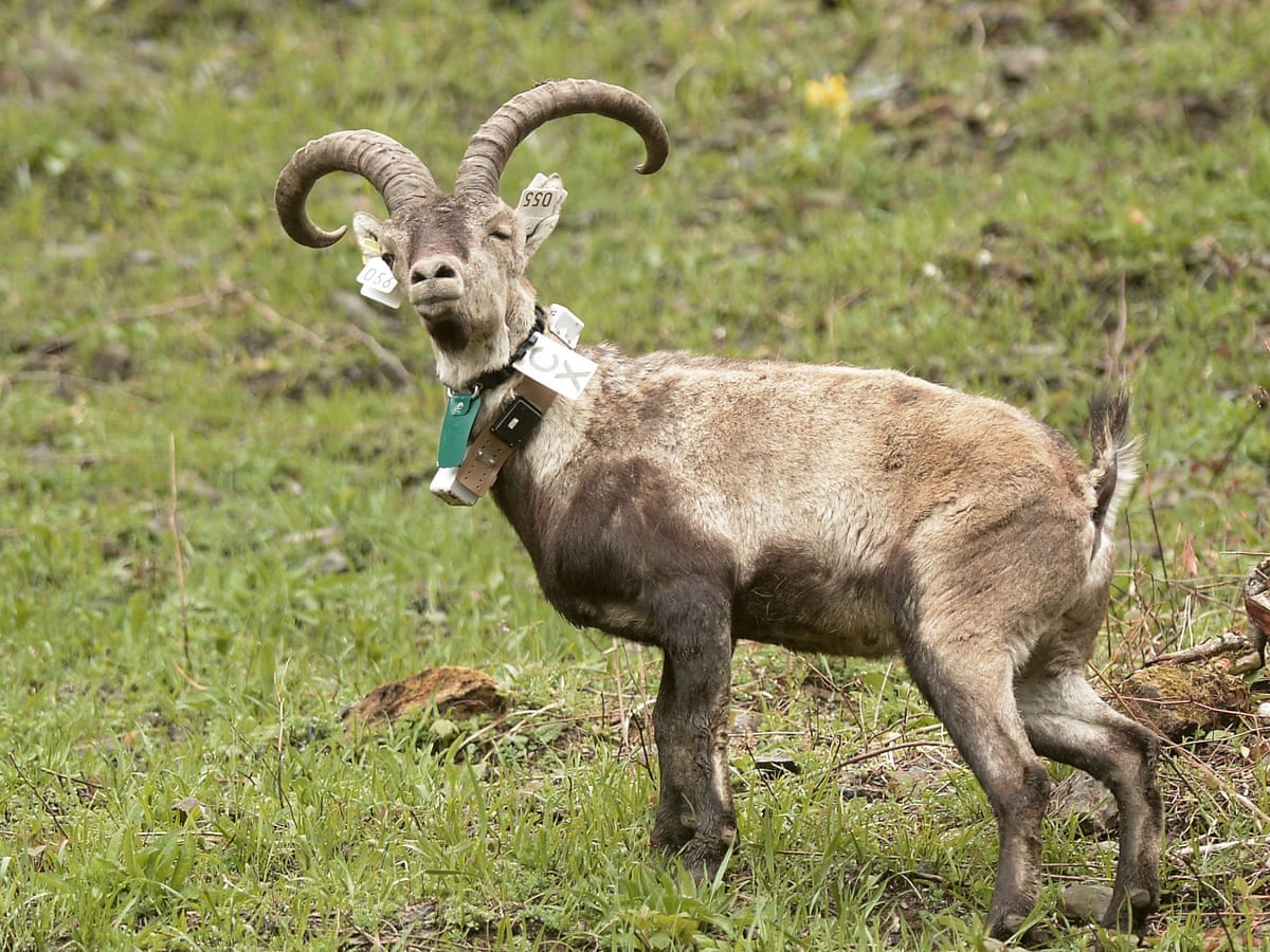 Ibex population thrives in French Pyrenees a century after being wiped out | Wildlife | The Guardian