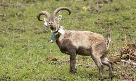 Spanish ibex have been introduced into the French Pyrenees more than 100 years after the native goats were wiped out.