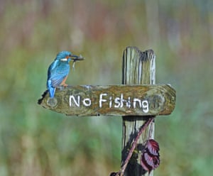 It’s a mocking bird! Near Kirkcudbright, Scotland