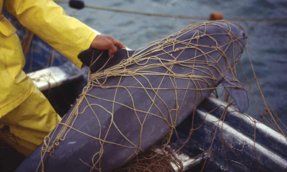 a vaquita caught in a net