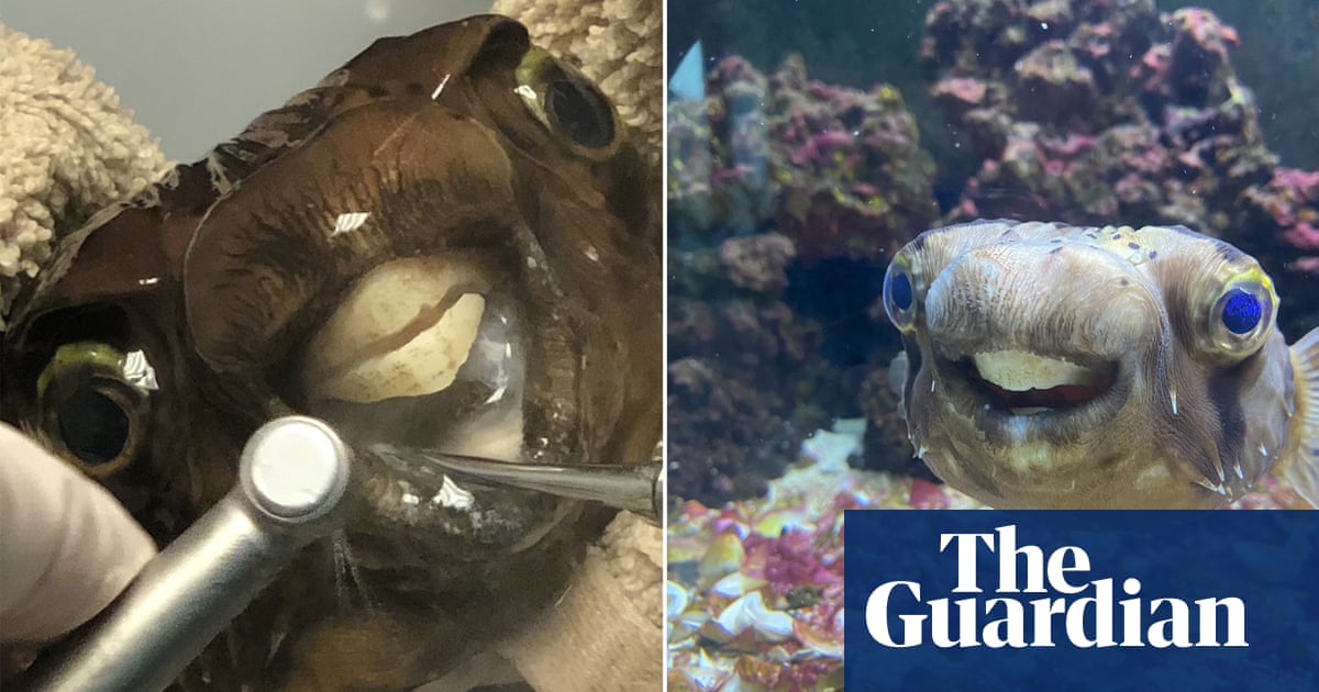 Long in the tooth: Goldie the pufferfish has emergency dental work