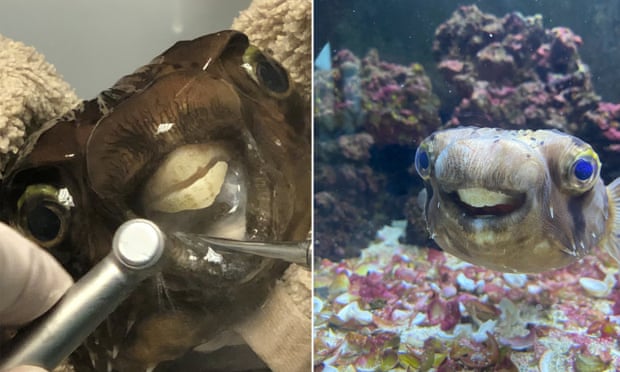 Goldie during the procedure (left) and after, showing off her trimmed upper beak in her tank in Leybourne, Kent.