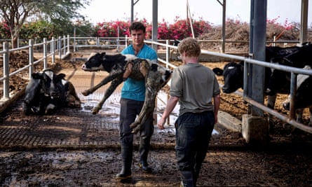 A young man carries a calf with other cows in the background.