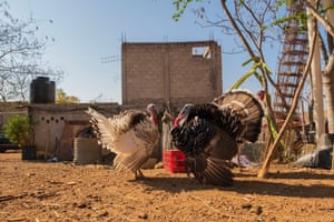 Male turkey, displaying tail feathers, with female. Breeze block walls and black tank visible in background