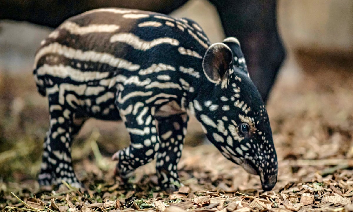 Chester zoo hails birth of rare Malayan tapir as 'important moment' |  Endangered species | The Guardian