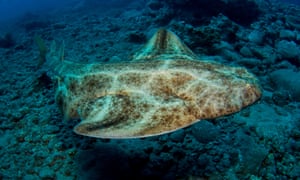 Les requins-anges sont parmi les espèces à haut risque d'avorter leurs chiots s'ils sont capturés pendant la grossesse.
