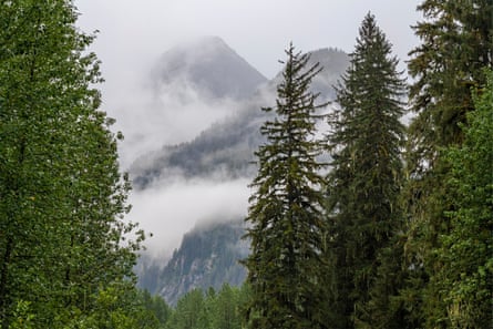 trees in a forest