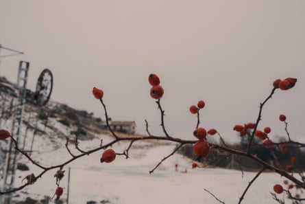 Red berries on a branch