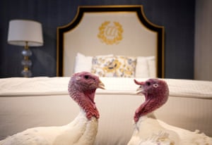 Bread and Butter, the National Thanksgiving Turkey and its alternate, walk in their hotel room at the Willard Hotel.