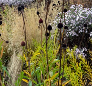 Dark seedheads of Echinacea pallida contrast with grass Stipa lessingiana.