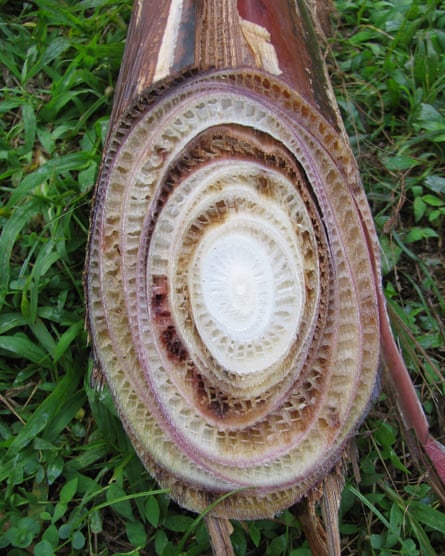 The stem of a banana plant afflicted by Panama disease, showing discoloration.