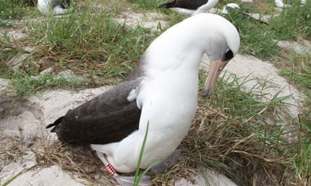 Wisdom, a 68-year-old Laysan albatross, protects her egg.