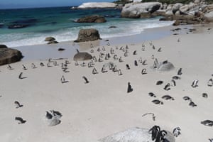 African penguins on a beach in Cape Town, South Africa. This red list species, whose numbers have fallen sharply in the last century, may become extinct in the next few decades, experts say. The South African Coastal Birds Conservation Foundation has been working for many years to rescue, rehabilitate and release them back to nature