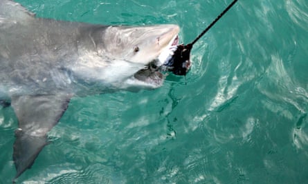 Culls aren't the way to balance the needs of sharks and surfers ...
