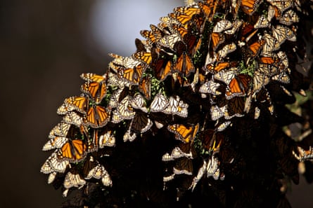 Monarch butterflies in Pismo Beach, California.