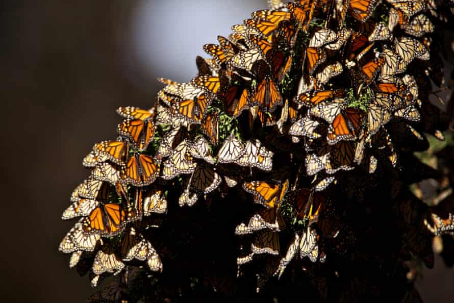 Monarch butterflies overwintering in Pismo Beach in 2016. The population has seen a rapid decline in recent years.