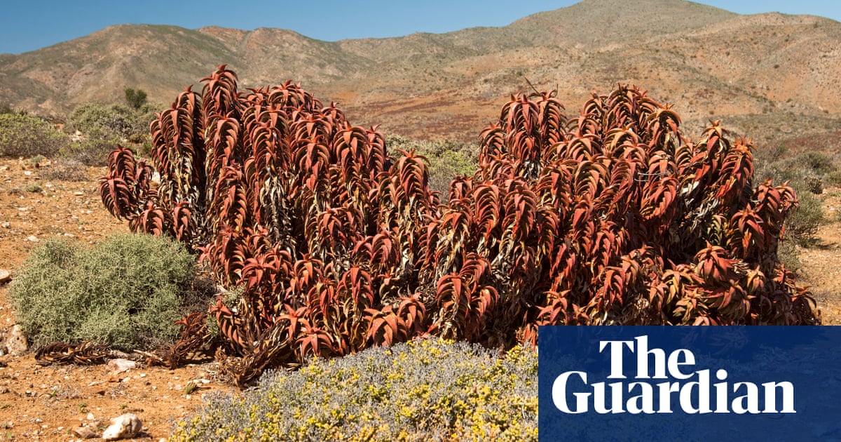British succulent society chair quits over row about taking specimens from wild | Plants