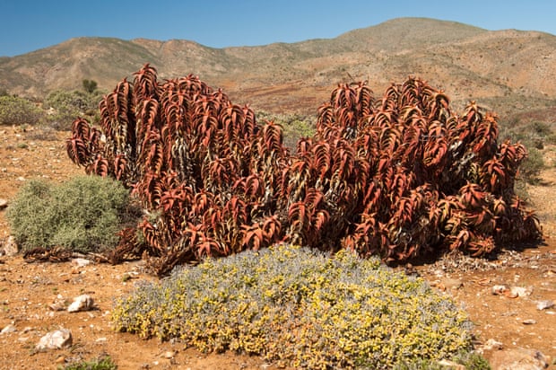 Pearson’s aloe (Aloe paersonii) at Helskloof Pass, Richtersveld National Park, South Africa
CF78GC Pearson’s aloe (Aloe paersonii) at Helskloof Pass, Richtersveld National Park, South Africa