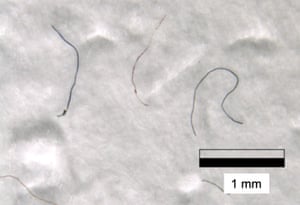 A selection of microfibres found in snow samples at 8,440m elevation on Mount Everest.
