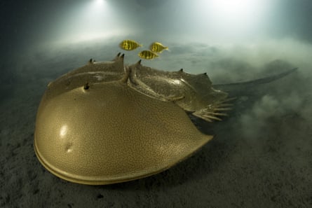 A horseshoe crab on the sea bed