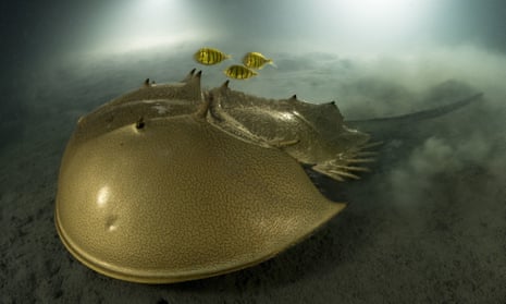 Laurent Ballesta’s entry of a horseshoe crab for Wildlife Photographer of the Year at the Natural History Museum, London.
