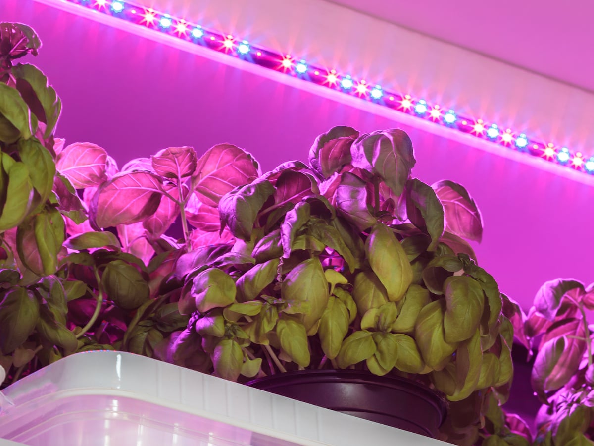 Indoor Benefits Of Led Grow Lights, Best Indoor Led Grow Lights For Herbs