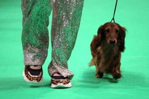 A competitor dons sequinned trousers to take her miniature long-haired dachshund into the ring